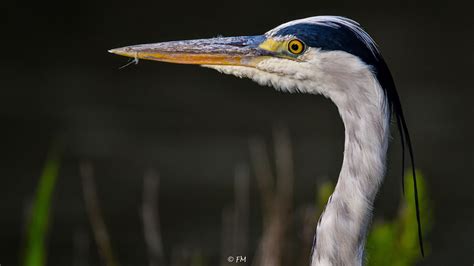 Héron Cendré Ardea Cinerea Parc Ornithologique Du Pont D Flickr