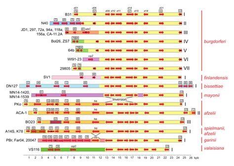 Orf Maps Of Lp17 Plasmids The Horizontal Bars Represent All The