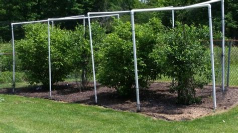 Blueberry Trellis Garden And Yard Garden Arch Garden