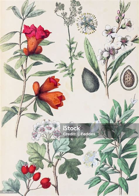 Vintage Fruits Plants And Flowers Pattern Organic Plant Collection