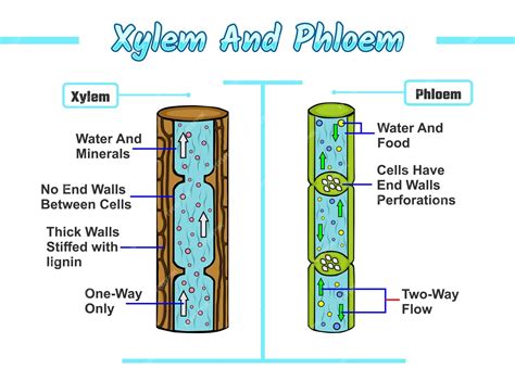 Premium Vector Xylem And Phloem Illustration