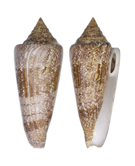 Conus Gloriamaris Conidae Specimen Sea Shell Picture Ts190517