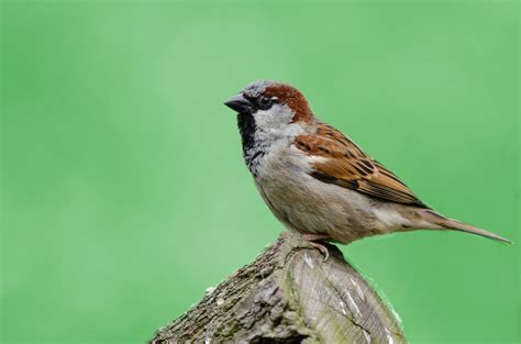 Sparrow Bird Green Background Free Stock Photo Public Domain Pictures