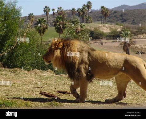 lion san diego zoo safari park Stock Photo: 129617995 - Alamy