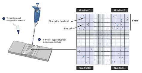 Counting Viable Cells Nc Dna Day Blog