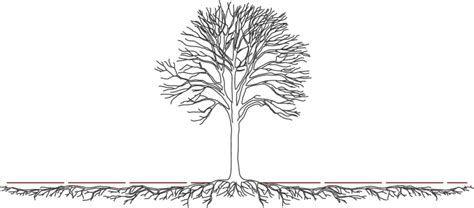 Tree Roots Underground Diagram