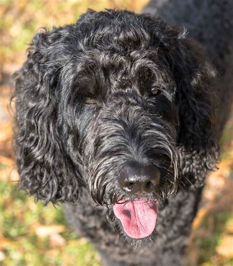 Labradoodle Dog Information Center Entdecken Sie Die Lab Pudel