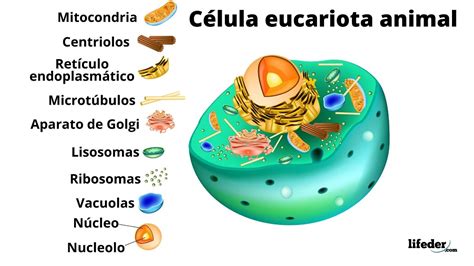 Sistema biológico concepto características y ejemplos