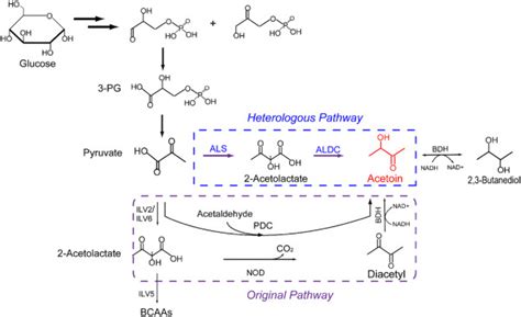 Metabolic Pathways Of Acetoin In C Glabrata The Original And