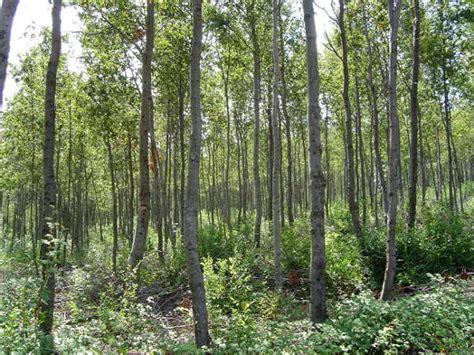 Padre Las Casas ya es parte del Programa de Restauración de Bosques