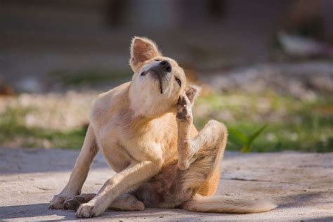 Pulci E Zecche Nei Cani I Rimedi Naturali Per Poterle Prevenire