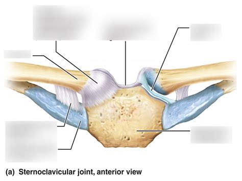 Sternoclavicular Joint Diagram Quizlet