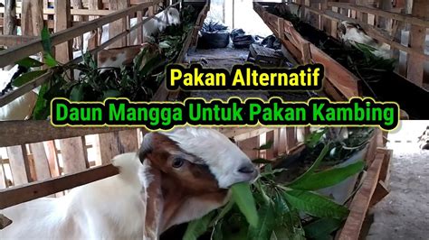 Pakan Alternatif Untuk Pakan Kambing Daun Mangga Ternyata Di Sukai