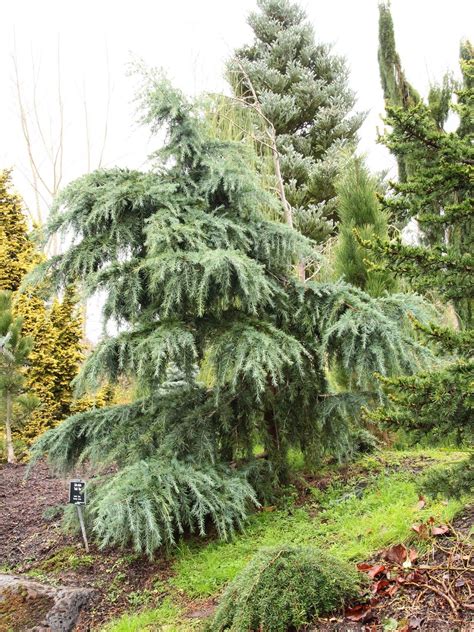 Cedrus Deodara Conifers Garden Picea Abies Norway Spruce Plant