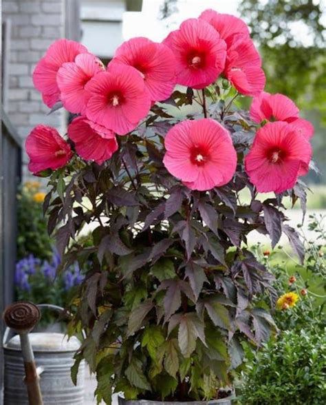 Hot Pink Hardy Hibiscus Large Rose Mallow Moscheutos Native 3 Rare