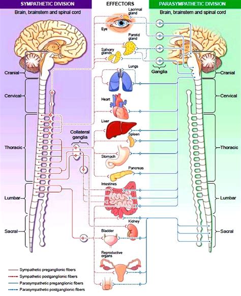 Autonomic Nervous System Archives Docmuscles