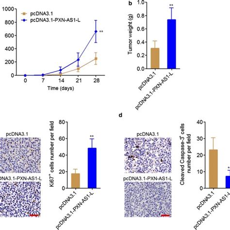 Pxn As1 L Promoted Nsclc Xenograft Growth In Vivo A Tumor Volumes Of