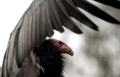 California condor -- The Oregon Zoo's endangered species :: The Oregonian