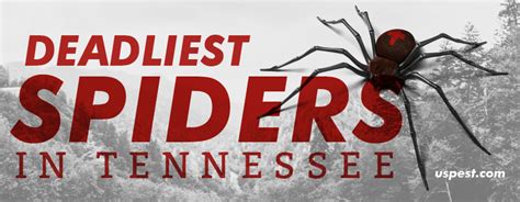 The Deadliest Spiders In Tennessee - US Pest Control Services