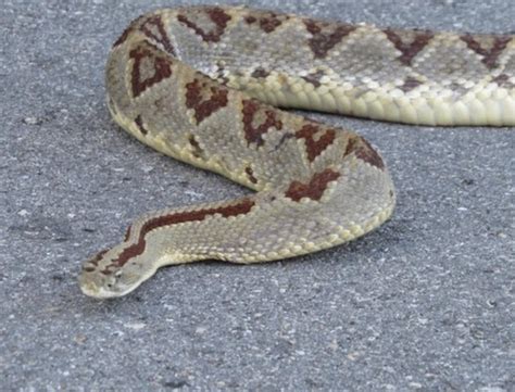 Hombre fue mordido por una serpiente de cascabel en Umán Con Acento