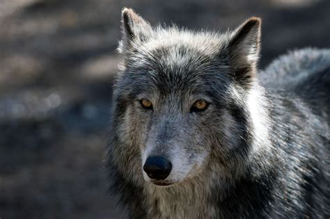 Colorado Wolf Tracker Map Shows New Exploration In Areas Of Summit Larimer Counties Rocky