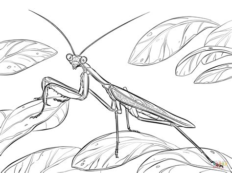 Praying Mantis Coloring Pages