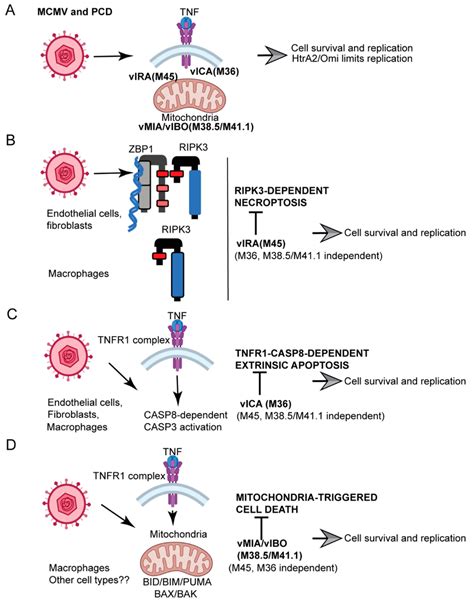 Schematic Summary Of How PCD Pathways Interface With MCMV Infection