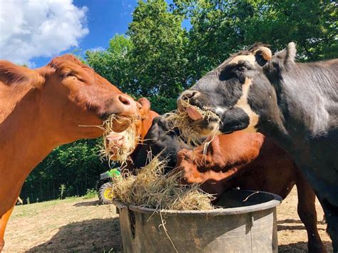 The Gentle Barn A Haven For Compassion Resilience Kindness And