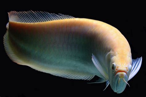 Albino Silver Arowana Ornamental Fishfreshwaterreadystock Lazada