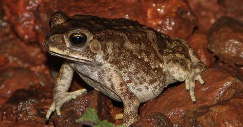 Common Indian Toad Duttaphrynus Melanostictus