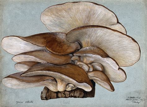 Mushrooms Vintage Art Illustration Free Stock Photo Public Domain