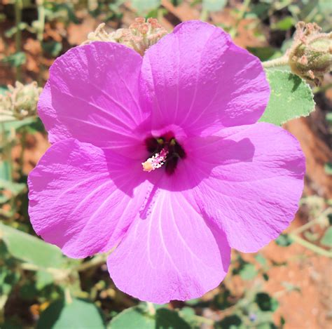 NATIVE HIBISCUS AUSTRALIA | Native garden, Australian wildflowers, Hibiscus