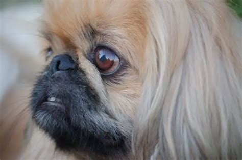 Pekingese Eye Problems Care And Treatment Dog Grooming Tutorial