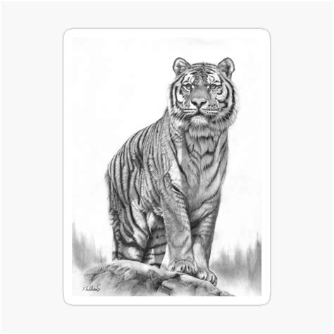 Realistic Tiger Pencil Drawing | ubicaciondepersonas.cdmx.gob.mx