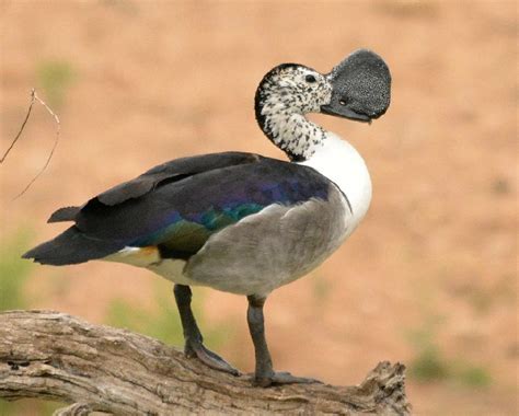 Pato De Carúncula Características Alimentação Reprodução E Habitat Pássaros