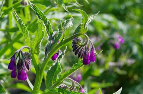 Comfrey The Healing Herb