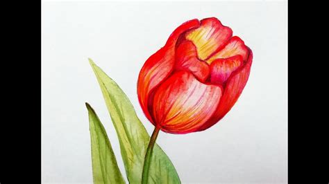 Как нарисовать тюльпан? Акварель. / How to draw a tulip? Watercolor ...