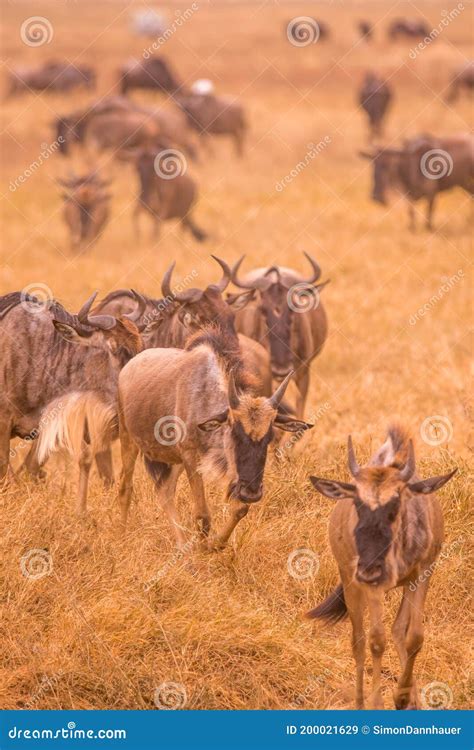 Bestand Von Wilde Tiere Und Wilde Tiere Im Ngorongoro Krater