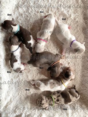 Current Litters Updated Reevesdachs Miniature Dachshunds