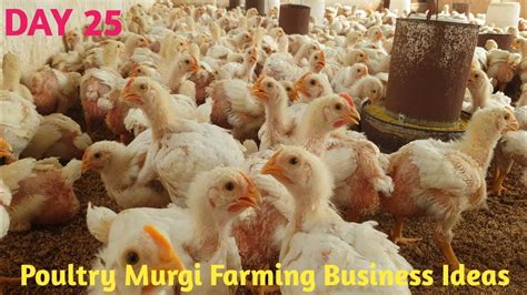 Poultry Farming Business Ideas L How To Start Poultry Farming Business