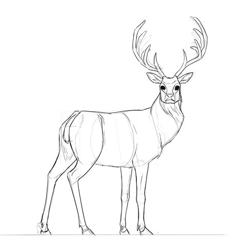 Comment Dessiner Un Cerf Dessin Croquis Animaux Coloriage Maraca My