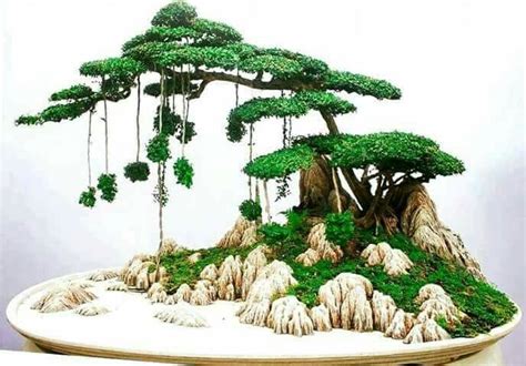 pin  bagus wijaya  bonsaiinsp bonsai garden bonsai tree types