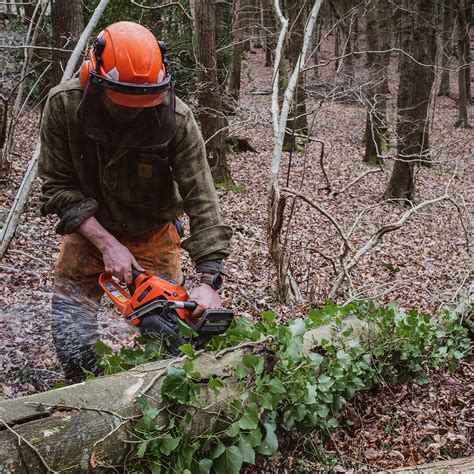 Qu Es El Aprovechamiento Forestal Arex Medio Ambiente