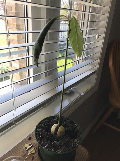 Help Avocado Leaves Are Turning Brown And Curling I Dont Think Im