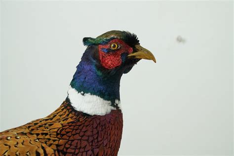 Pheasant Taxidermy Uk Bird Taxidermist Mike Gadd