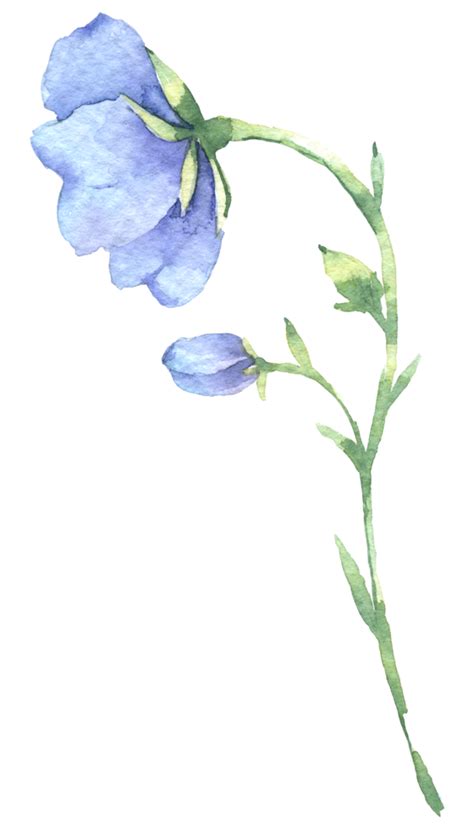 Wildflower Watercolor Beautiful Flower Watercolor Element 10336139 Png