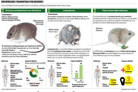 Qu Enfermedades Transmiten Las Ratas Que Afectan A Los Perros