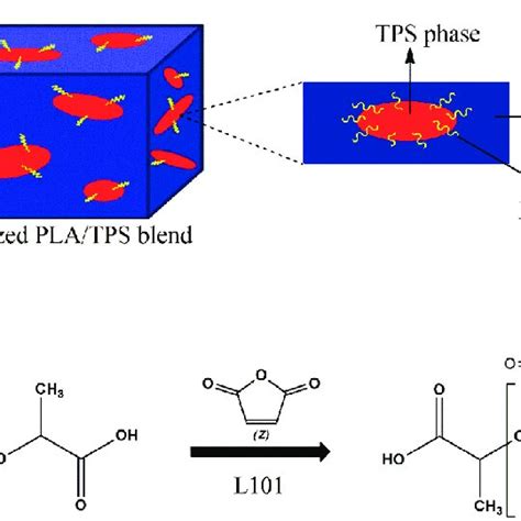 Schematic Of The Compatibilization Effect Of Pla G Ma In Platps Blends Download Scientific