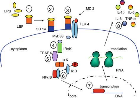 Schematic View On The Cellular Endotoxin Lps Signal Transduction