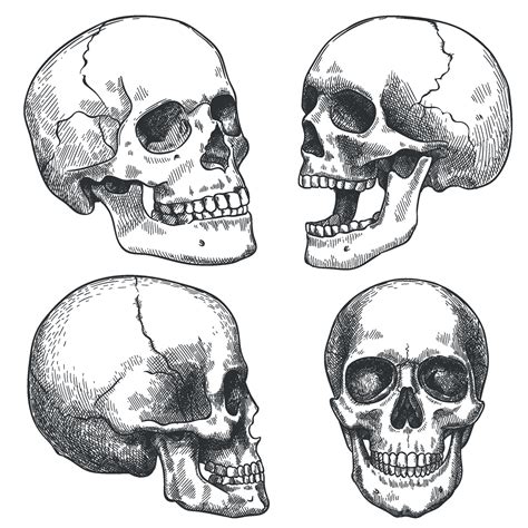 Sketch Skull Hand Drawn Anatomical Skulls In Different Projection